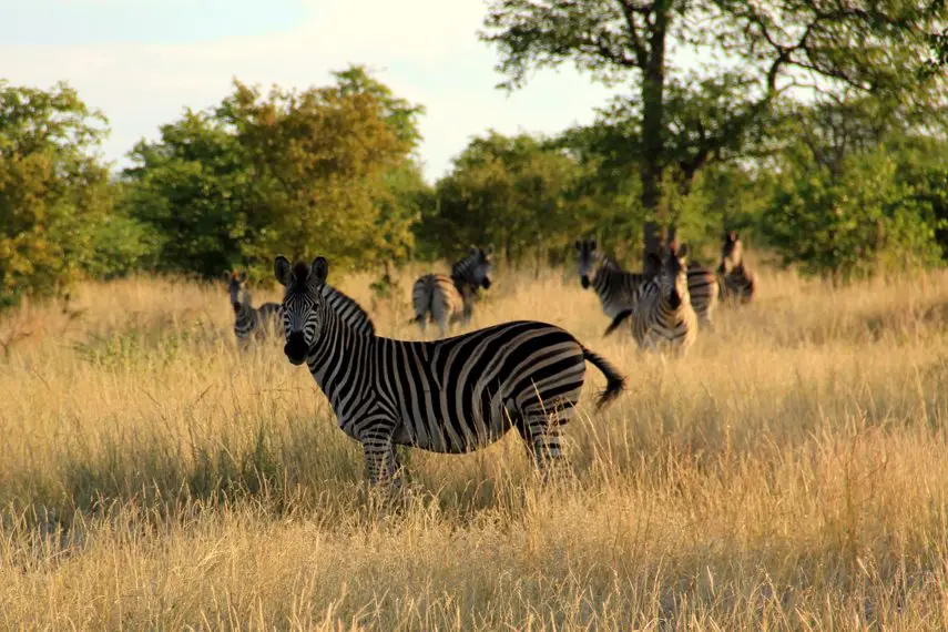 Várias zebras avistadas durante um safári no Kruger National Park, na África do Sul.