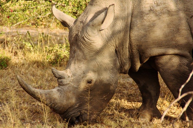 rinoceronte africa do sul