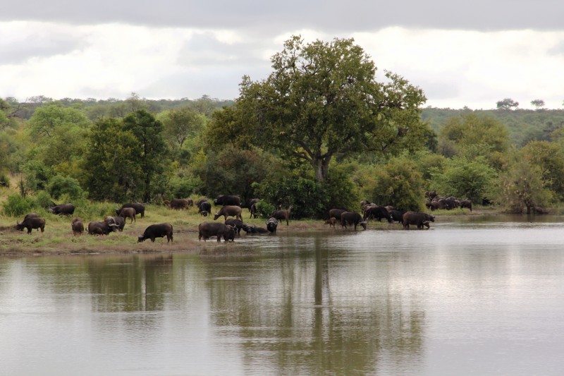 safari Kruger National Park