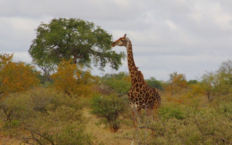 Girafa no Kruger National Park