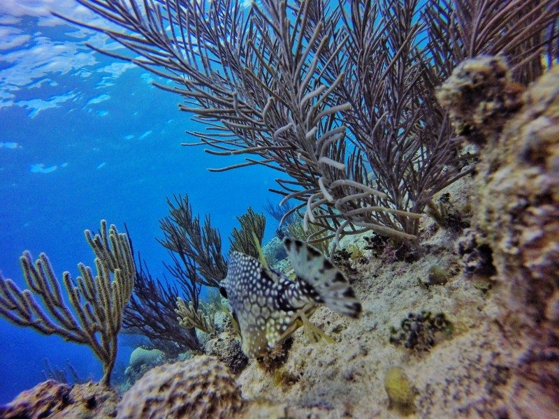 Corais do mar do Caribe em San Andrés, com peixinho camuflado próximo da areia.