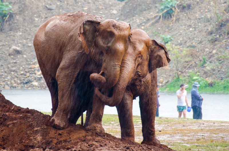 passeio de elefante no sudeste asiático