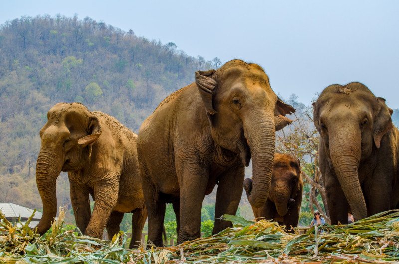 Passeio de Elefante na Tailândia: Por que Escolher bem antes de fazer um