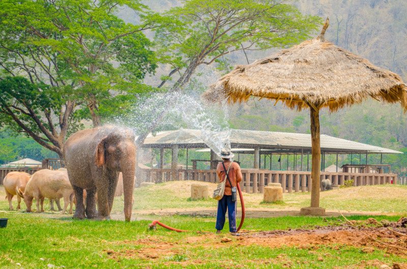 passeio de elefante no sudeste asiático