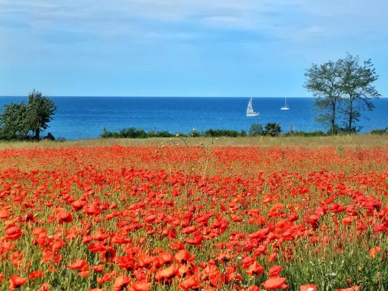 Campo de papoulas vermelhas com veleiros em um mar azul ao fundo, sob um céu limpo. Árvores estão no horizonte.