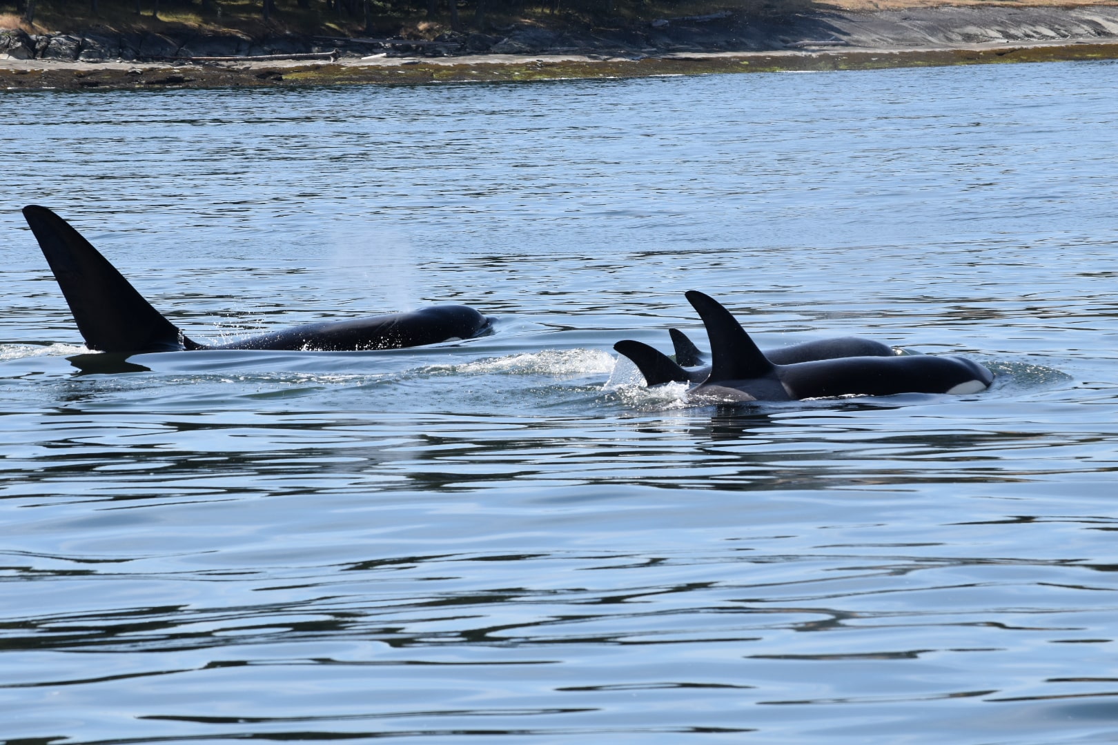 A região de Tofino e Victoria na Columbia Britânica é habitat natural para baleias orcas e jubartes - Foto: Virgínia Falanghe