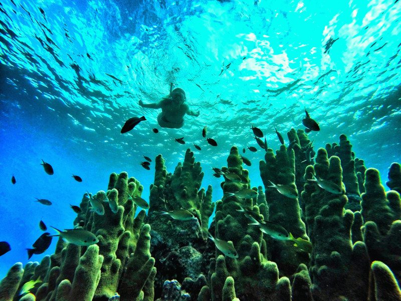 Corais do mar de San Andrés, com mergulhadora ao fundo.