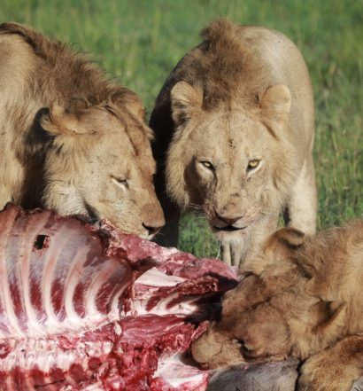 Leões se alimentando na Tanzania