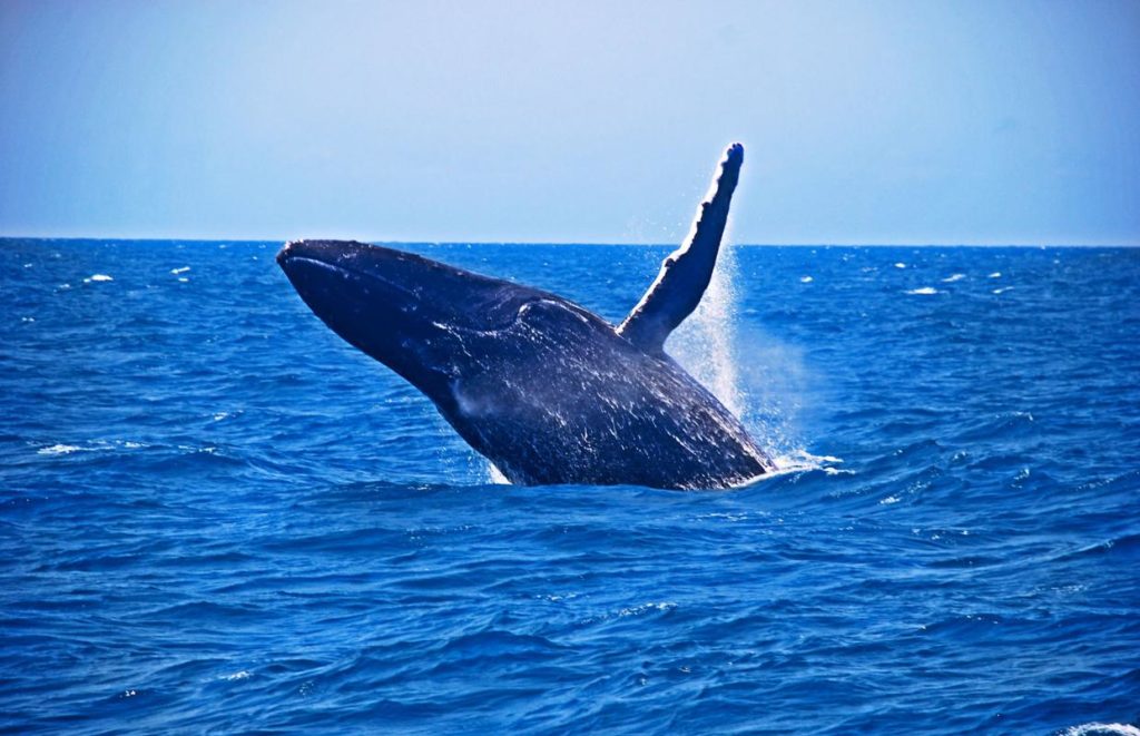 Um sonho, poder ver a baleia Jubarte tão de perto - Foto: portosegurotur.com-  o que fazer em Porto Seguro