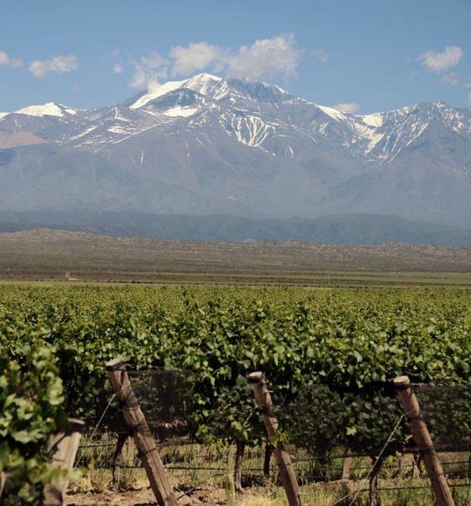 A Cordilheira dos Andes ao fundo em uma vinícola de Mendoza Argentina - Foto: @pulentaestate via Facebook