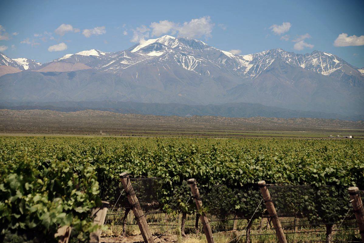 A Cordilheira dos Andes ao fundo em uma vinícola de Mendoza Argentina - Foto: @pulentaestate via Facebook