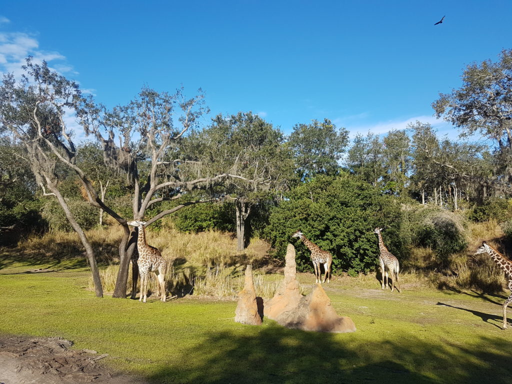 O Kilimanjaro Safaris no Animal Kingdom - foto com 4 girafas num campo verde