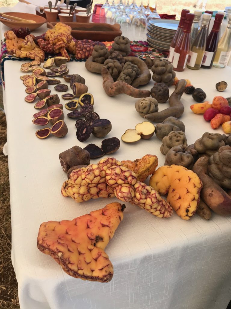 Variados tipos de batatas peruanas, de diferentes cores e formas