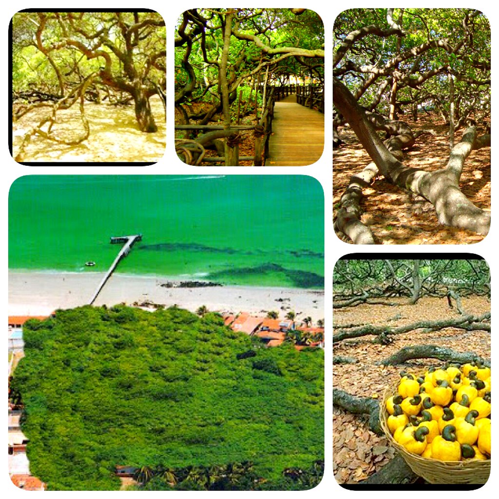 O maior cajueiro do mundo em Natal - Foto: Dirceu Júlio Duarte Júnior via Flickr - Lua de Mel em Natal