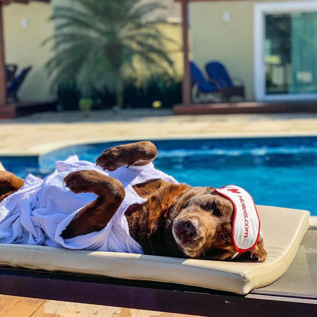Cachorro marrom deitado de barriga para cima, em frente a uma piscina, com máscara de dormir da Hoteis.com sobre a cabeça, em foto de divulgação.
