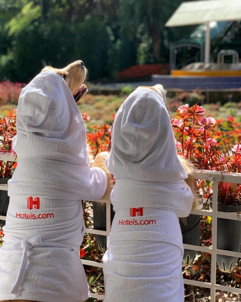 Cachorros de costas, olhando campo de flores, vestindo roupão com a logo Hoteis.com bordada