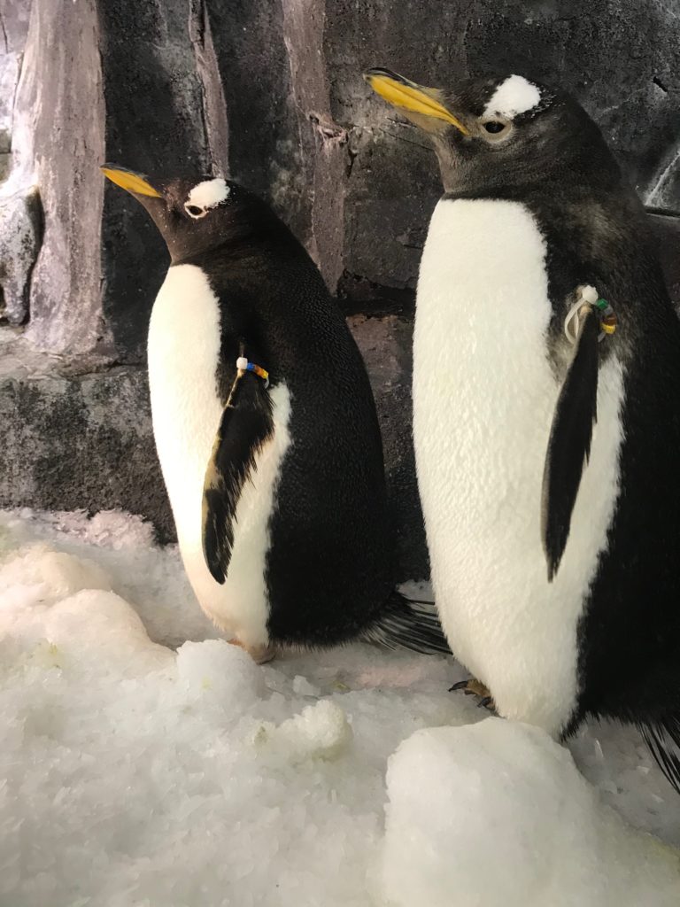 Foto de close de dois pinguins que vivem no ambiente do parque SeaWorld Orlando