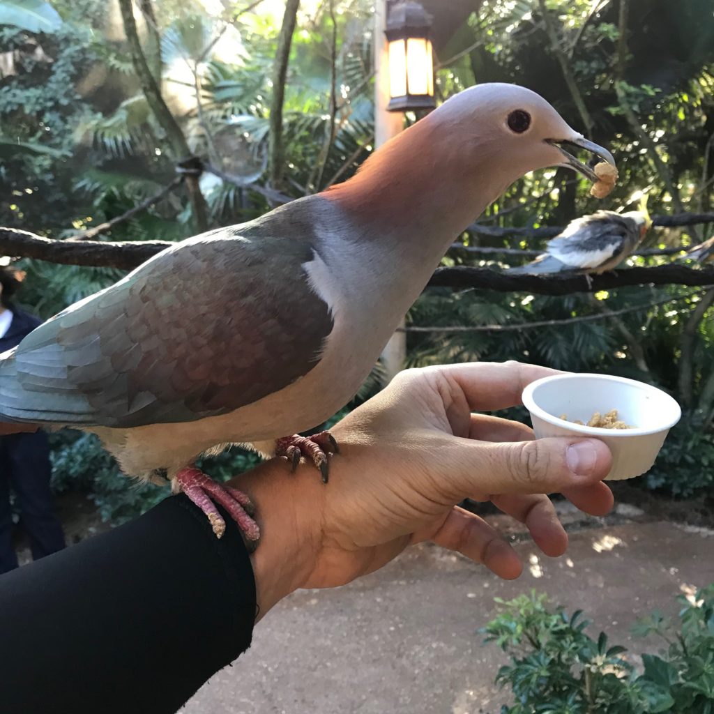 Pássaro na mão de Flávio Antunes no aviário do Discovery Cove