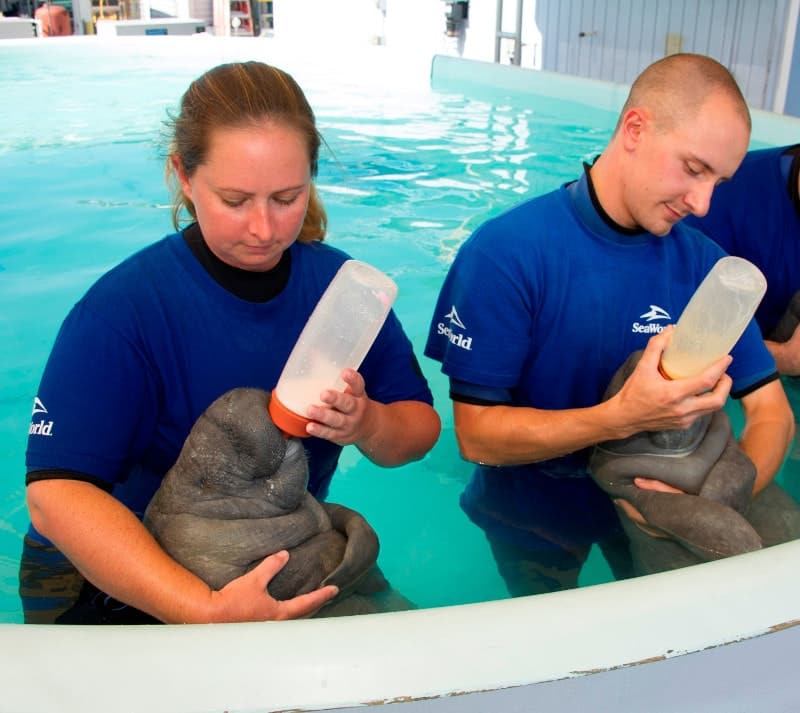 O Centro de Resgate do SeaWorld cuidado dos filhotes de peixe boi - Foto: Divulgação