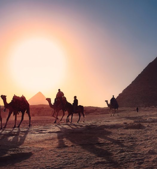 camelos caminhando ao por do sol a frente das piramides
