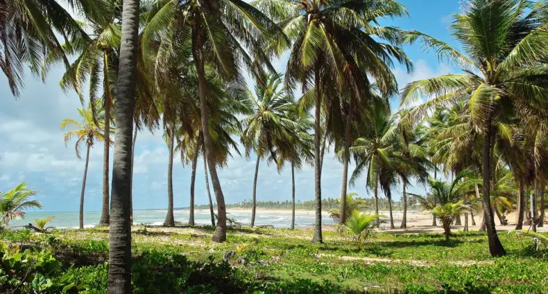 Árvores Pau Brasil na Costa do Sauípe