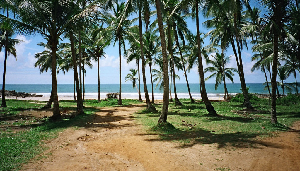 Coqueiros em praia de Itacaré, na Bahia
