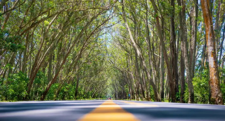 túnel verde no balneário pinhal em rio grande do sul