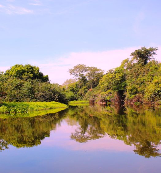 Pantanal, no Mato Grosso do Sul