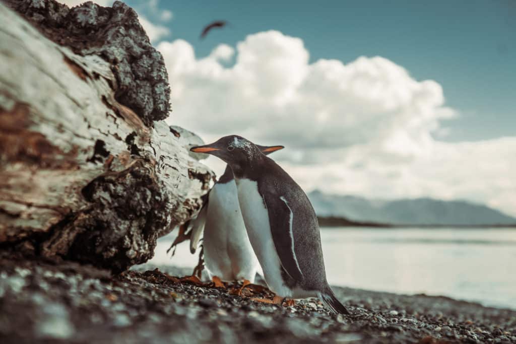 dois pinguins andando sobre uma praia de cascalhos pretos, com o mar e um céu cheio de nuvens grandes e fofas atrás.
