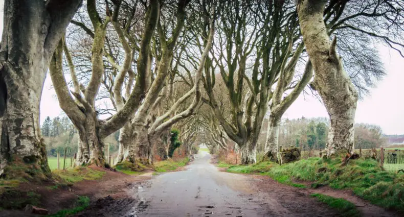 Dark Hedges em Ballymoney na Irlanda do Norte