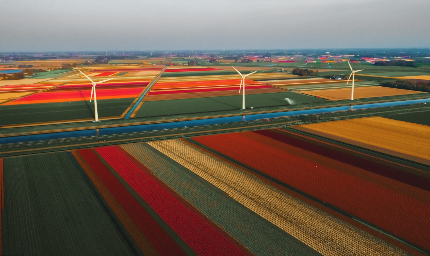 campos de tulipas em callantsoog na Holanda