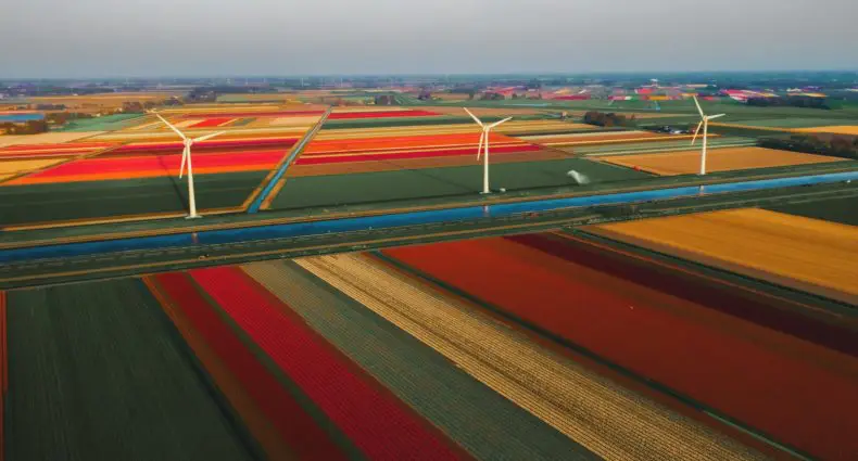 campos de tulipas em callantsoog na Holanda