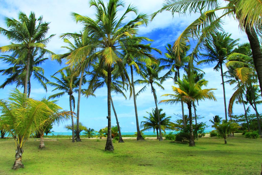 Gramado à beira-mar da Pousada Borapirá, em Alagoas, com diversas árvores altas e vista da praia com água azul cristalina em um dia ensolarado