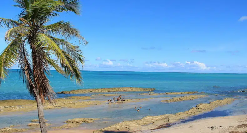 Uma palmeira em uma praia de areia com pessoas nadando em piscinas rasas, sob um céu azul claro e um oceano calmo. A imagem ilustra o post sobre pousadas em Japaratinga.