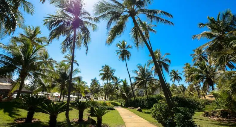 Um caminho ensolarado ladeado por palmeiras e grama verde sob um céu azul claro em um ambiente tropical, na propriedade do Sauípe Pousadas - All Inclusive, para representar pousadas na Costa do Sauípe.