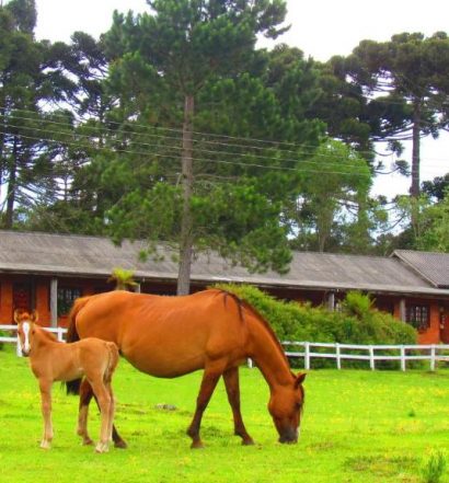 Cavalos em pasto de um dos hotéis fazenda em Santa Catarina