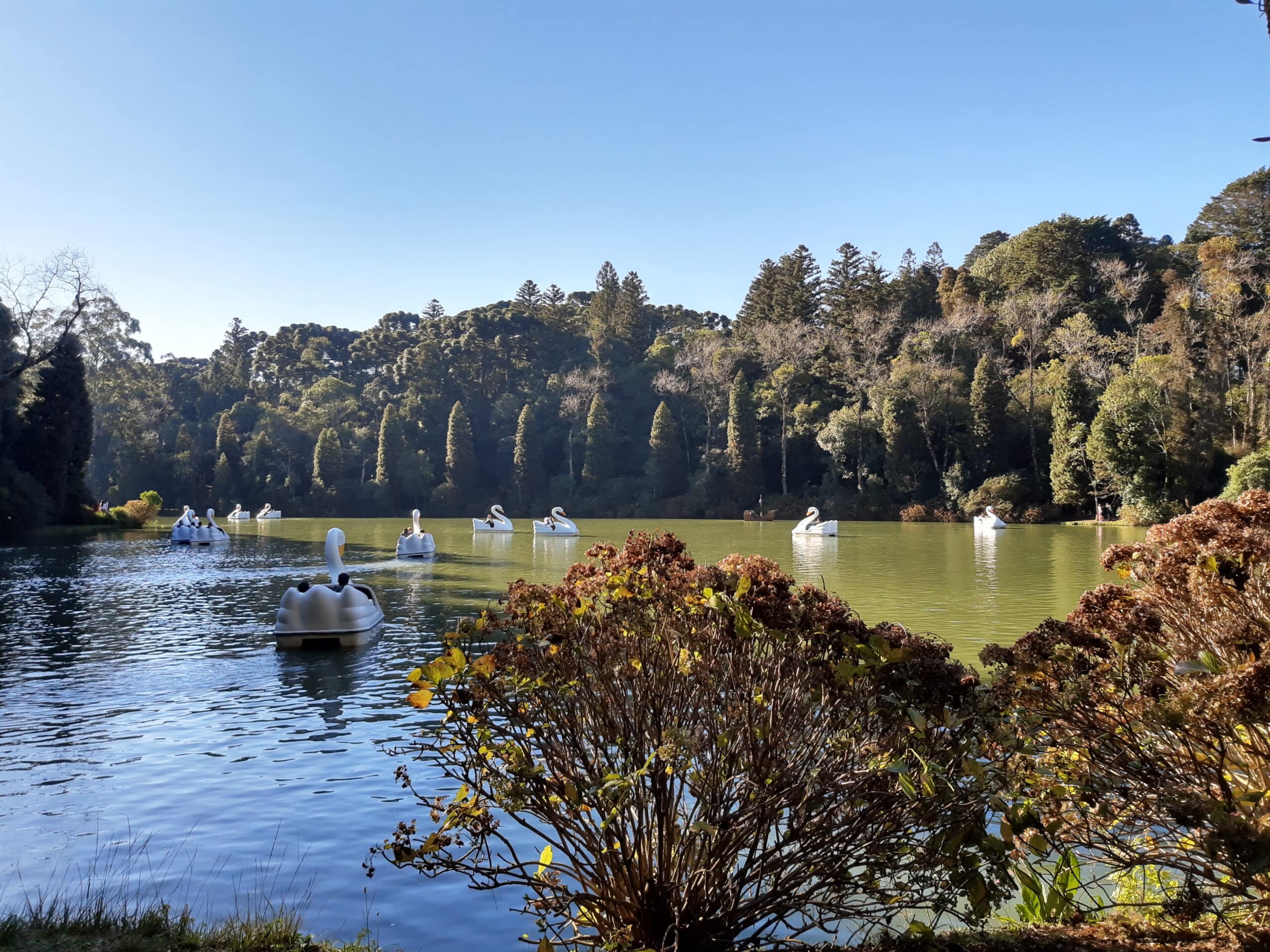 vários pedalinhos de cisne espalhados no Lago Negro em Gramado. Está um dia azul e ensolarado.