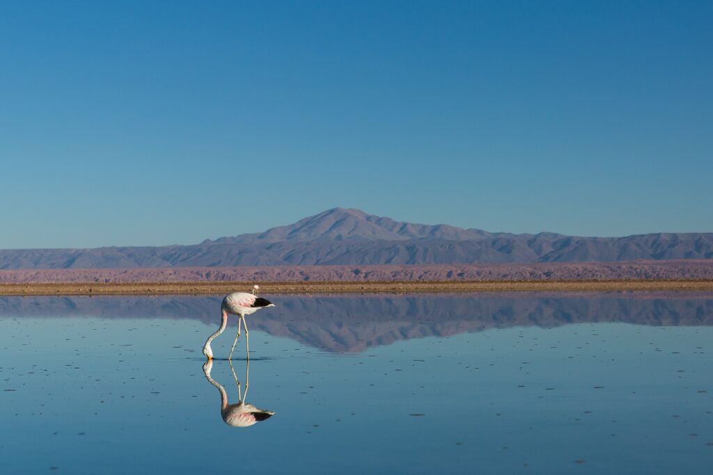 flamingo em san predro que pode ser visitado com um seguro viagem atacama