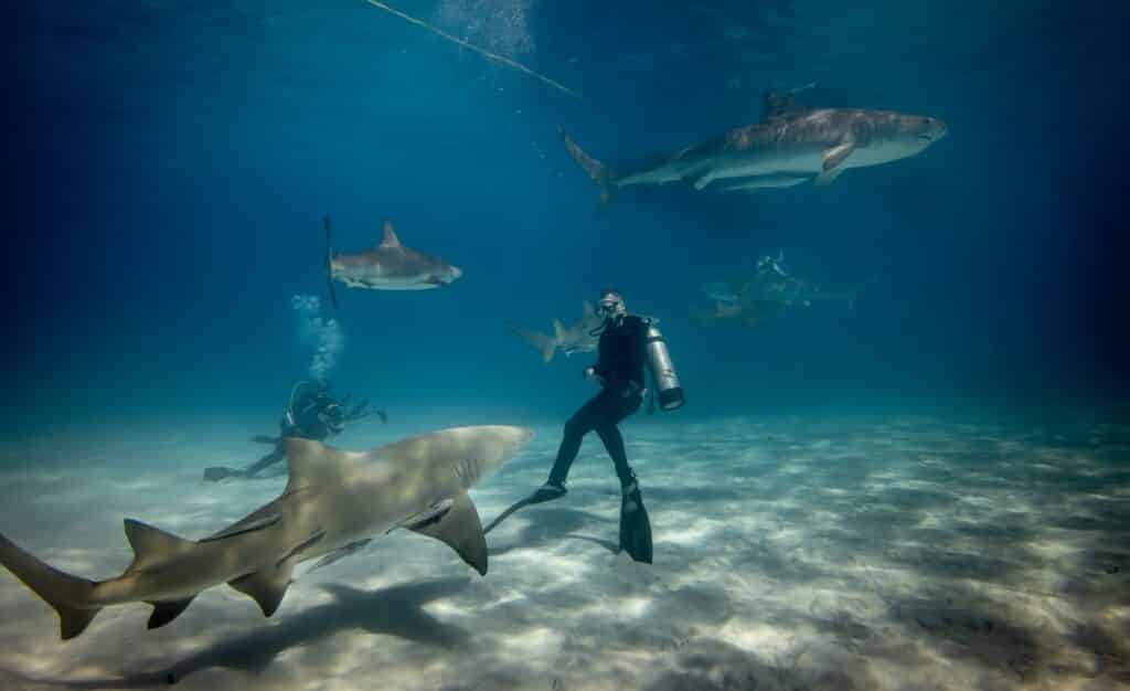 Pessoa mergulhando com tubarões em Bahamas.