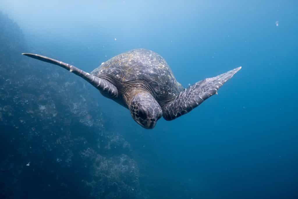 Tartaruga mergulhando na ilha de Galápagos no Equador