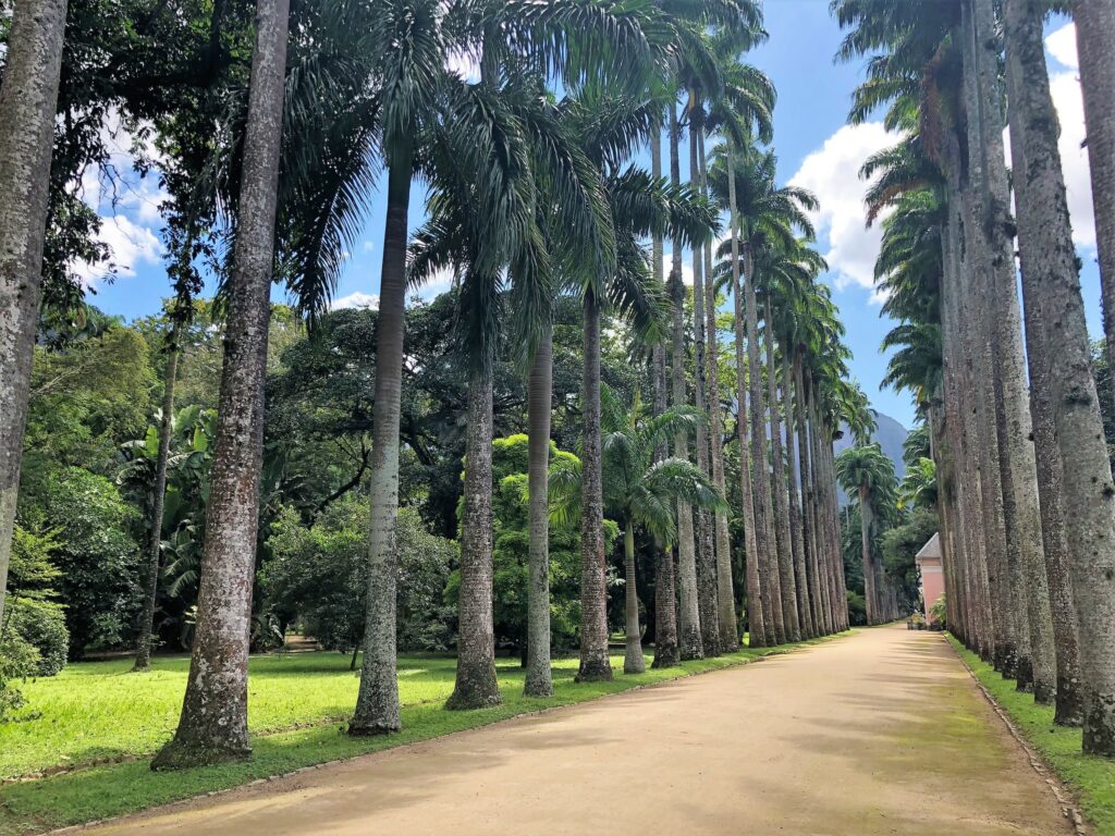 caminho de palmeiras no jardim botânico