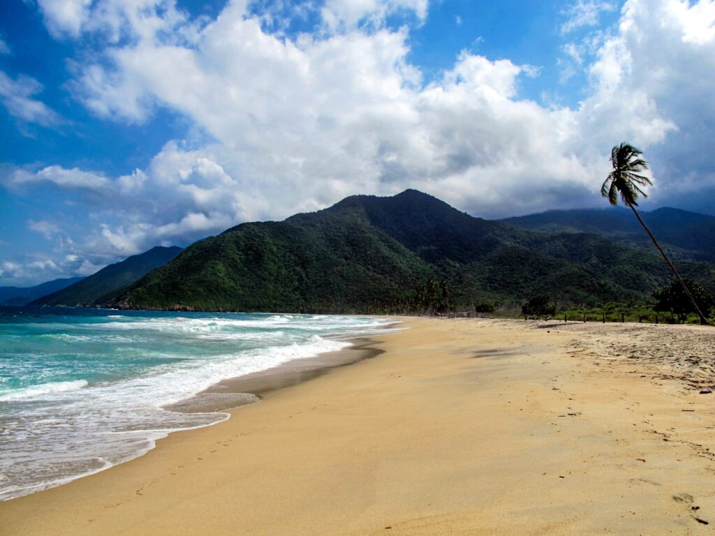 Praia com uma longa extensão de areias, um mar azul com ondas calmas e um coqueiro torto com uma mata verde ao fundo em um dia ensolarado. Seguro Viagem Venezuela.