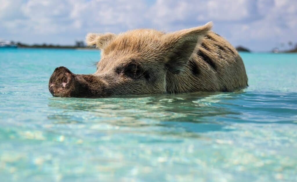 Porquinho dentro de água turquesa no mar da ilha Exuma, nas Bahamas