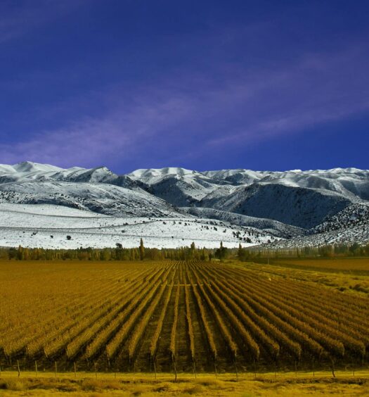 Vinícula e montanhas de Mendoza