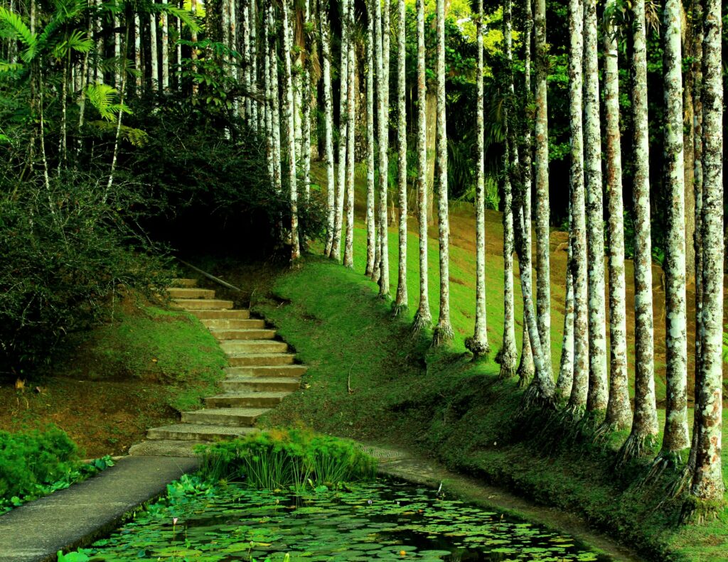 Jardim Batala, um local com uma pequena escadaria que sob por entre uma vegetação muito verde, nas laterais é possível ver um pouco de lodo se misturando a raiz de árvores finas e brancas, antes da escadaria, a trilha é cercado por um pequeno lago