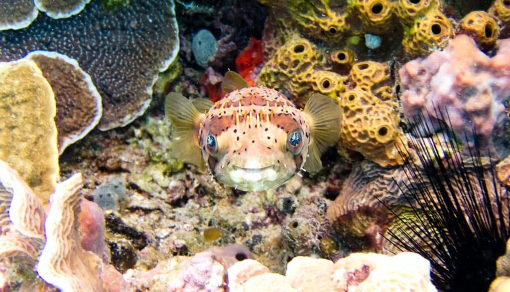 peixe em corais de cozumel que podem ser vistos em atividades de mergulho