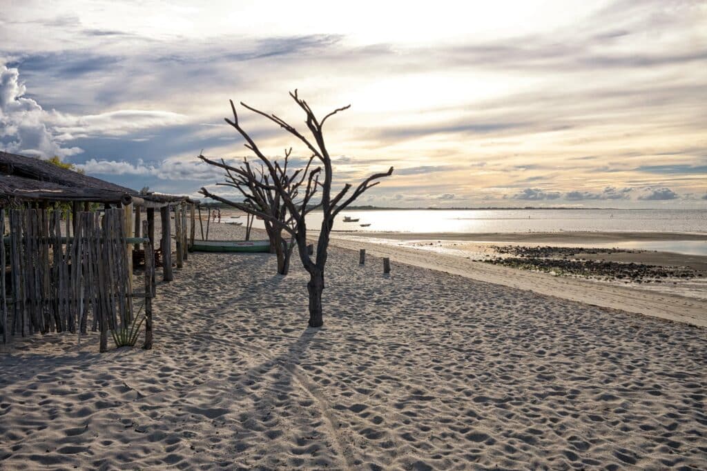 Cena de praia ao pôr do sol em Barra Grande, Piauí, com uma cabana de madeira e árvores estéreis em terreno arenoso. O oceano e um céu nublado são visíveis ao fundo.