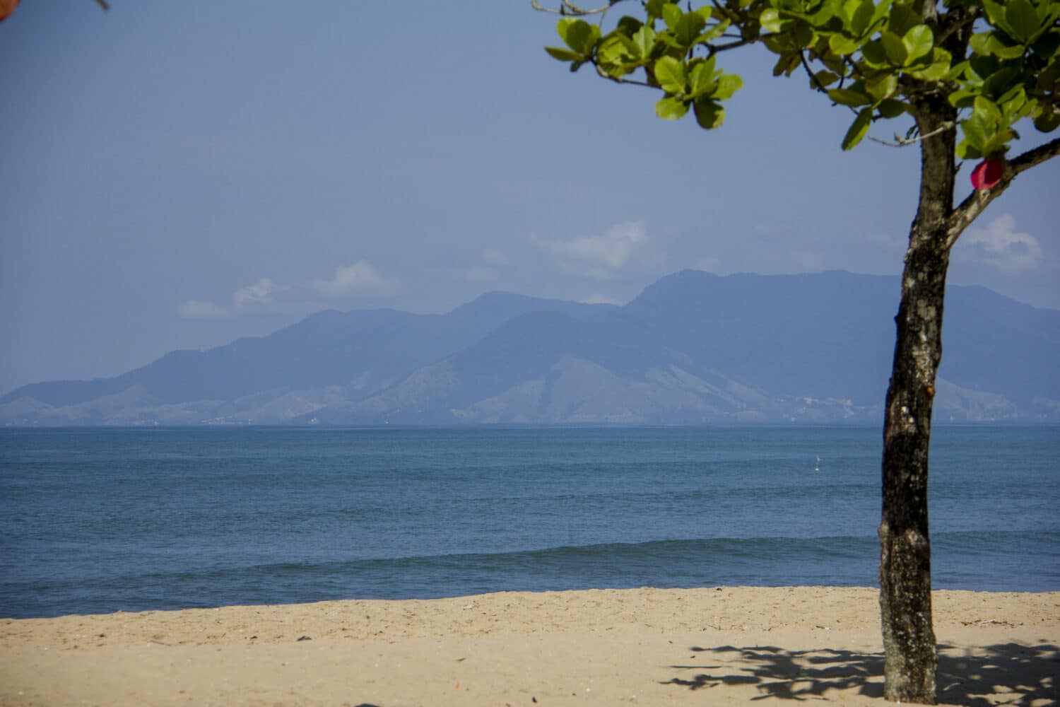 Foto da Praia da Cocanha, com areia clara, árvore típica, águas lisas e a ilha de Ilhabela ao fundo, ilustrando post de pousadas em Caraguatatuba