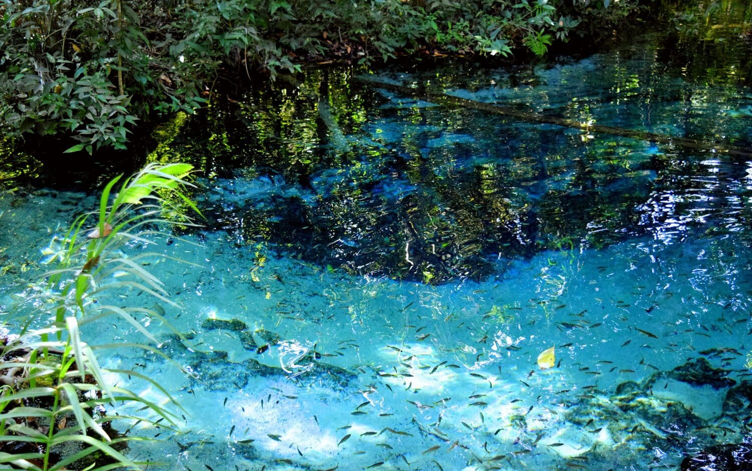 Aquário Encantado, um dos lagos cristalinos de Nobres, no Mato Grosso, com águas límpidas e azuis, além de vegetação preservada nos arredores e peixes nadando livremente