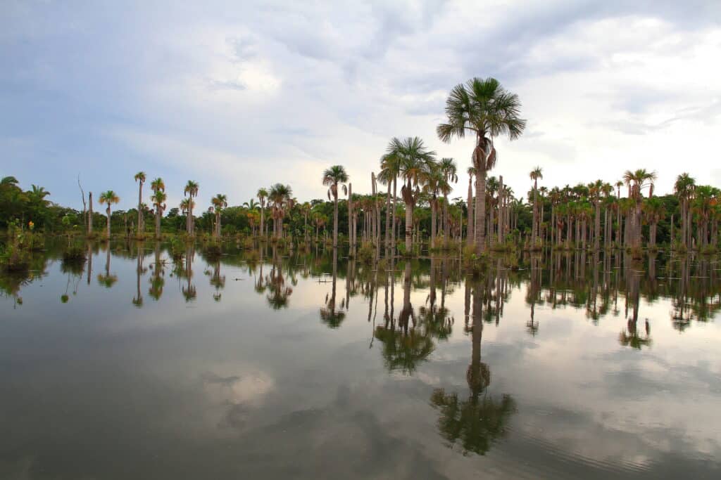Lagoa das Araras, com águas espelhando as árvores de Buriti que crescem no meio, em região de proteção dos ninhos de araras, em Nobres - MT